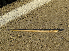 Gerrhonotus liocephalus