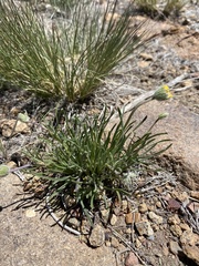 Erigeron bloomeri bloomeri