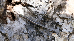 Cryptoblepharus virgatus