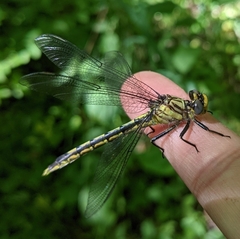 Arigomphus villosipes