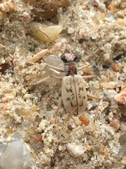 Ellipsoptera lepida