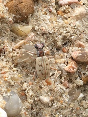 Ellipsoptera lepida