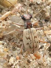 Ellipsoptera lepida