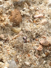 Ellipsoptera lepida