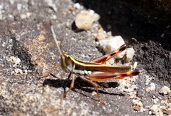 Macrotona picta