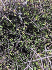 Coprosma crassifolia