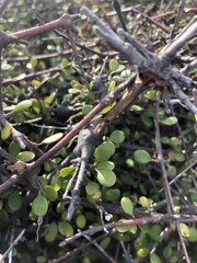 Coprosma crassifolia
