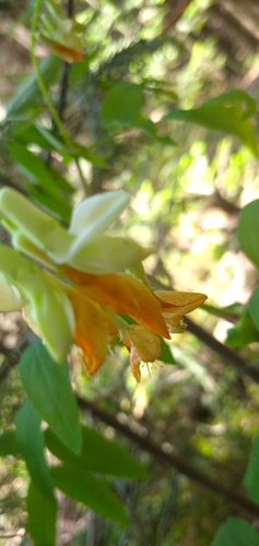 Lathyrus gmelinii, photograph 2