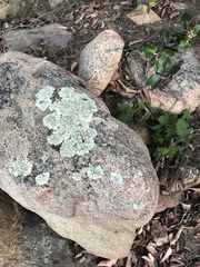 Myriopteris clevelandii