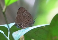 Arhopala athada