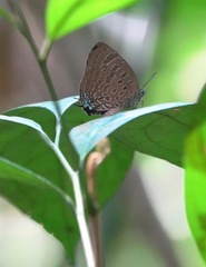 Arhopala athada