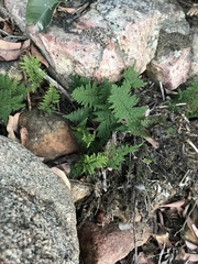 Myriopteris clevelandii