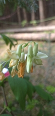 Lathyrus gmelinii, photograph Надежда Прыкина, CC BY, iNaturalist via GBIF