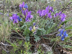 Oxytropis mixotriche