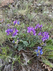 Oxytropis mixotriche