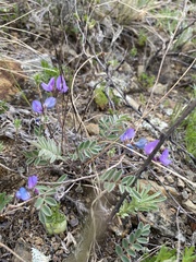 Gueldenstaedtia verna