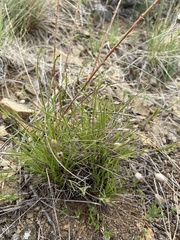 Eremogone juncea