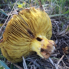 Phylloporus clelandii