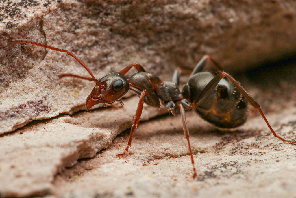 Formica gnava