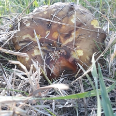 Phylloporus clelandii