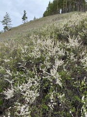 Spiraea aquilegifolia
