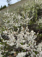 Spiraea aquilegifolia
