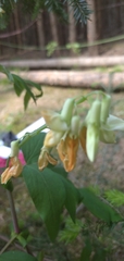 Lathyrus gmelinii, photograph Надежда Прыкина, CC BY, iNaturalist via GBIF