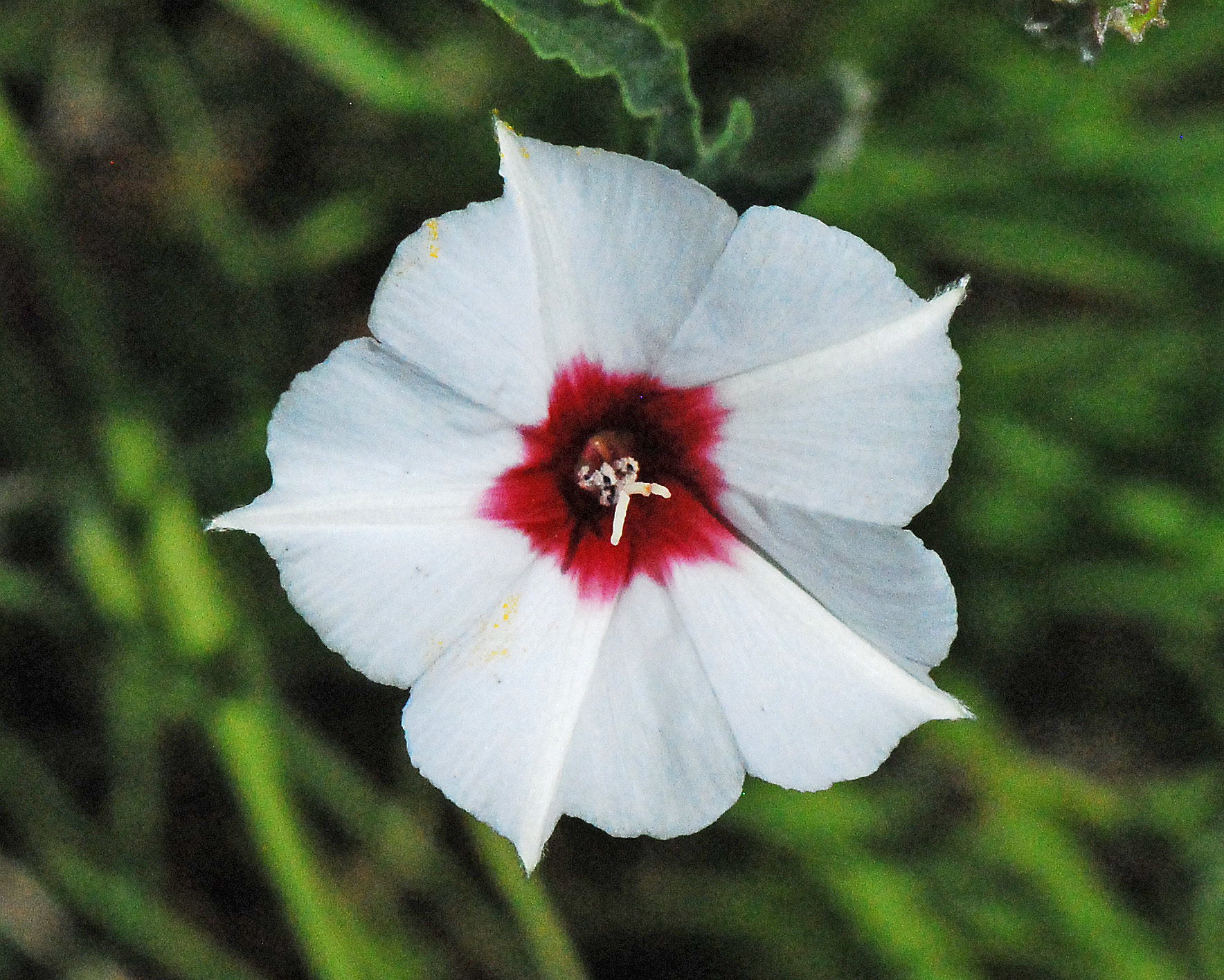 Convolvulus equitans