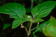 Chrysopidae