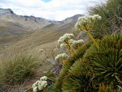Aciphylla crosby-smithii