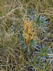 Aciphylla lyallii