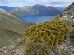 Aciphylla crosby-smithii