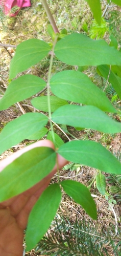 Lathyrus gmelinii, photograph 5
