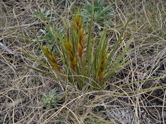 Aciphylla lyallii