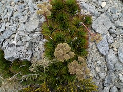 Aciphylla congesta