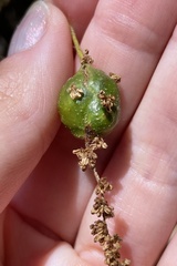 Callirhytis congregata