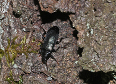 Melandrya caraboides