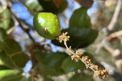 Callirhytis congregata