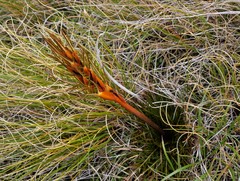 Aciphylla pinnatifida