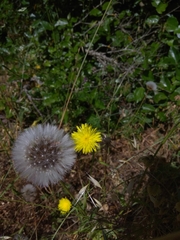 Urospermum picroides