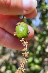 Callirhytis congregata