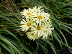 Dolichoglottis lyallii × scorzoneroides