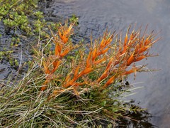 Aciphylla pinnatifida