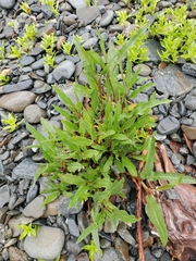 Rumex transitorius