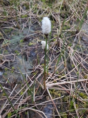 Eriophorum chamissonis