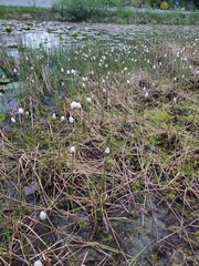 Eriophorum chamissonis