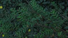 Hypericum geminiflorum