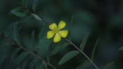 Hypericum geminiflorum