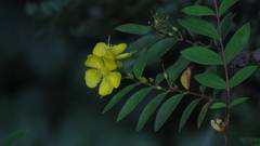 Hypericum geminiflorum