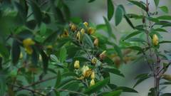 Hypericum geminiflorum